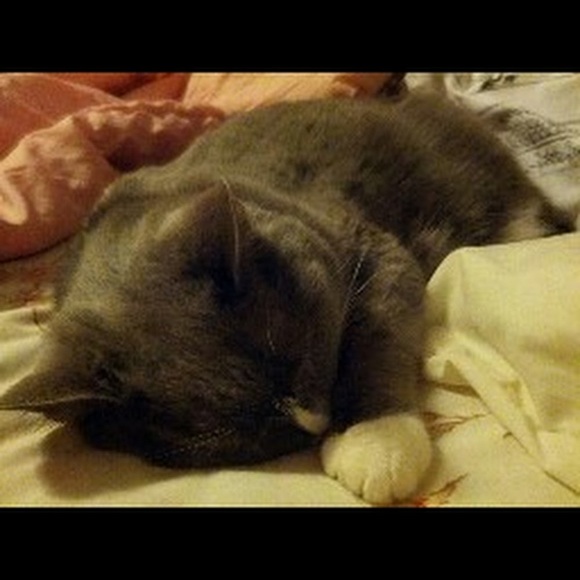 Meet your Posher, Einahpets - Picture 1 of 1